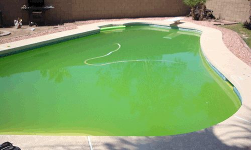 Instalar en pc Clínica emprender Cómo eliminar las algas - Piscinas CODE
