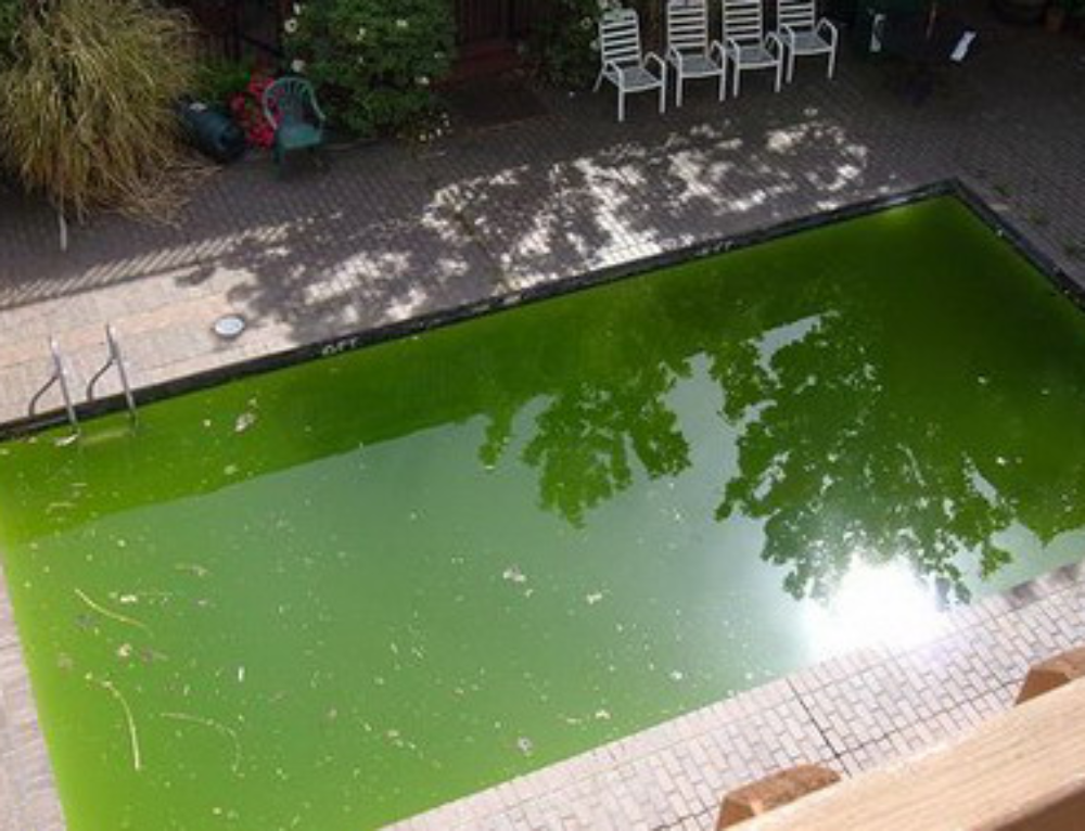 Цветущая вода в бассейне. Зеленая вода в бассейне. Цветение воды в бассейне. Бассейн с зеленойой водой. Зелёная Цветущая вода в бассейне.