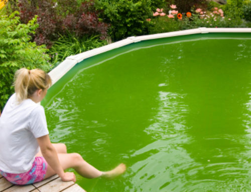 Cómo prevenir las algas en la piscina