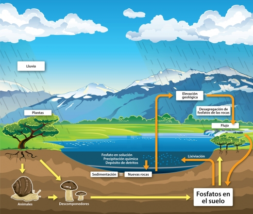 De dónde vienen los fosfatos